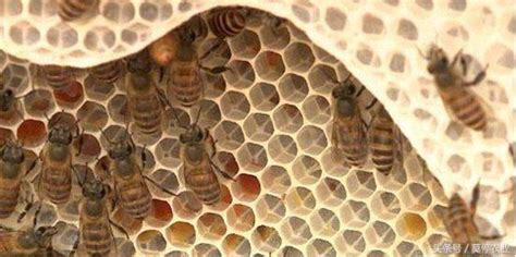蜜蜂陽台築巢 花瓶形狀